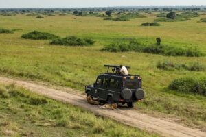 Photograph taken during a safari game drive in Queen Elizabeth National Park in Western Uganda