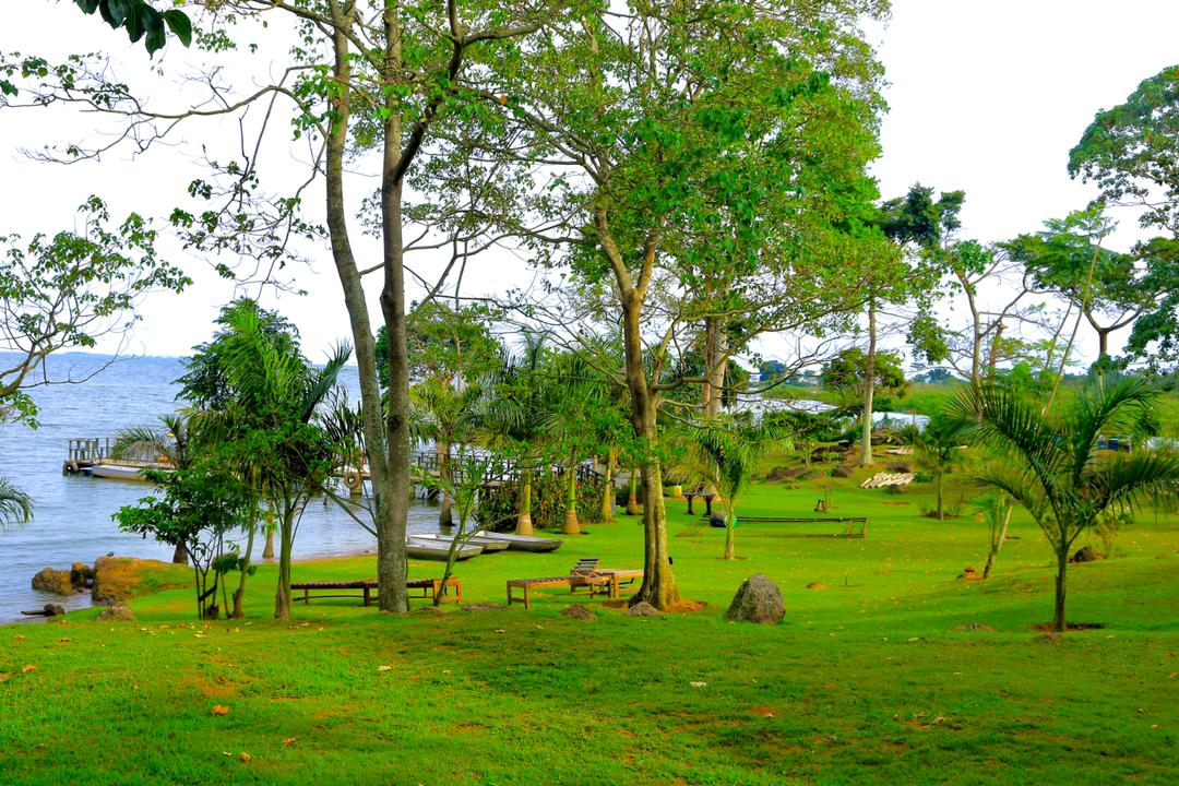 Gardens Photo Park Shoebill Bussi Uganda Central Region