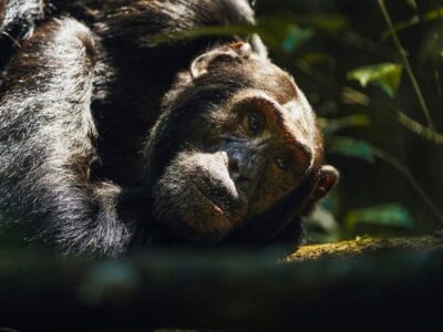 Photograph of a chimpanze captured during a chimpanzee tracking safari experience in Kibale National Park located in Western Uganda