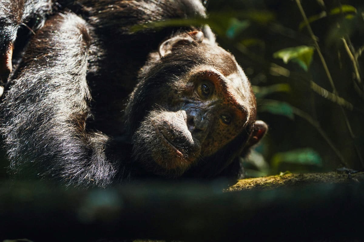 Photograph of a chimpanze captured during a chimpanzee tracking safari experience in Kibale National Park located in Western Uganda