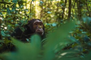 Photograph of a chimpanze feeding, captured during a chimpanzee tracking safari experience in Kibale National Park located in Western Uganda