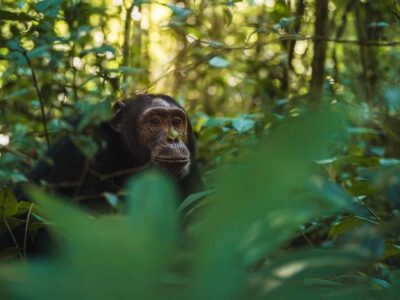 Photograph of a chimpanze captured during a chimpanzee tracking safari experience in Kibale National Park located in Western Uganda