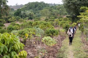 Photograph of tourists taken during a Kyambura Wetland Walk in Kyambura Wildlife Reserve in Queen Elizabeth National park in Western Uganda