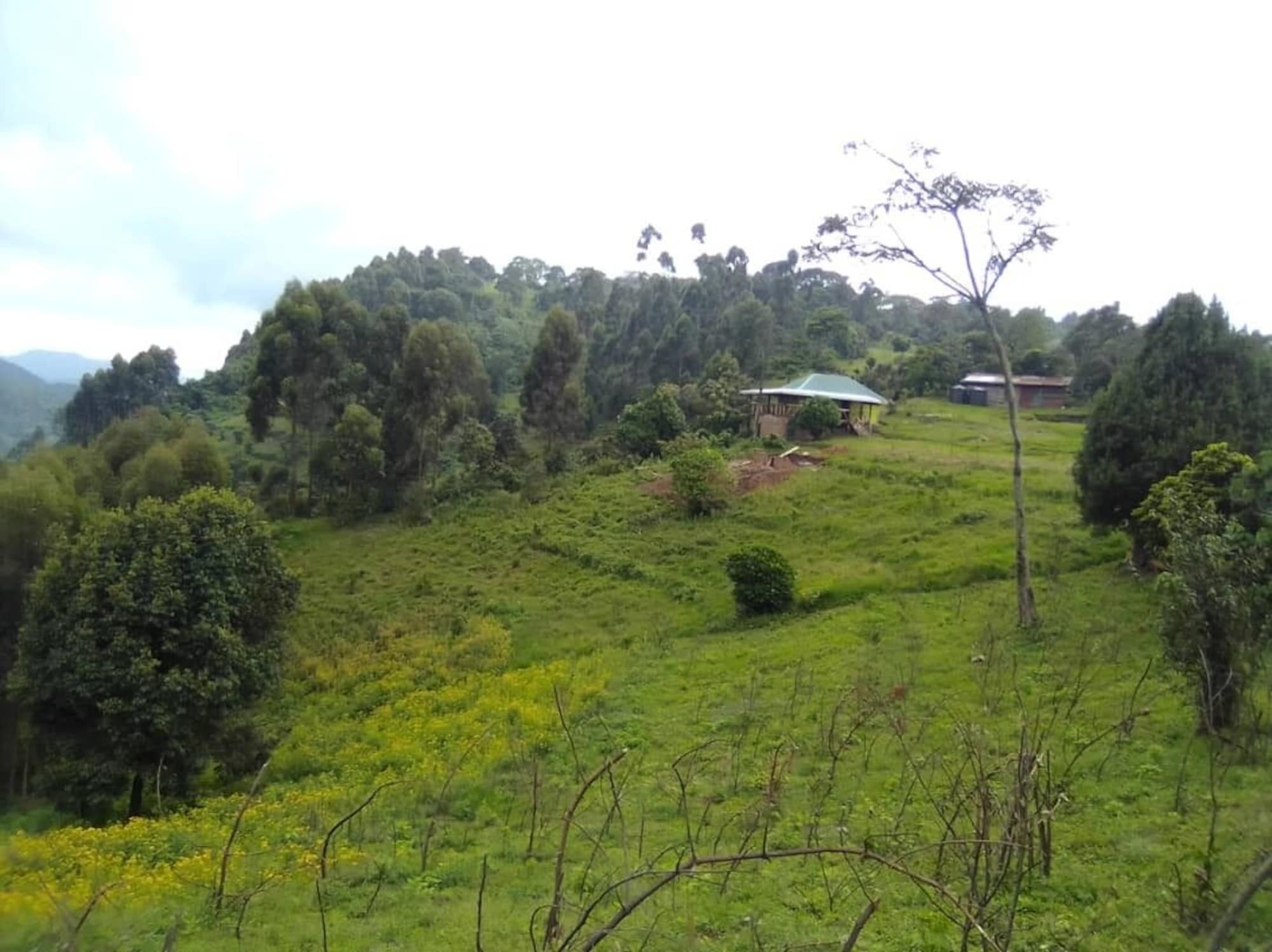 Gardens Photo Minjz Palm Beach Hotel Kalangala Uganda Western Region