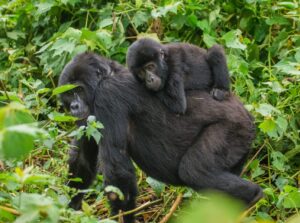 Photograph of an adult female mountain gorilla with a baby taken during a gorilla trekking tour in Bwindi-Impenetrable Forest National Park located in South Western Uganda