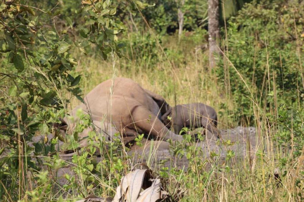 Photograph of Kuc, the female rhino with its newly born calf in Ziwa Rhino Sanctuary