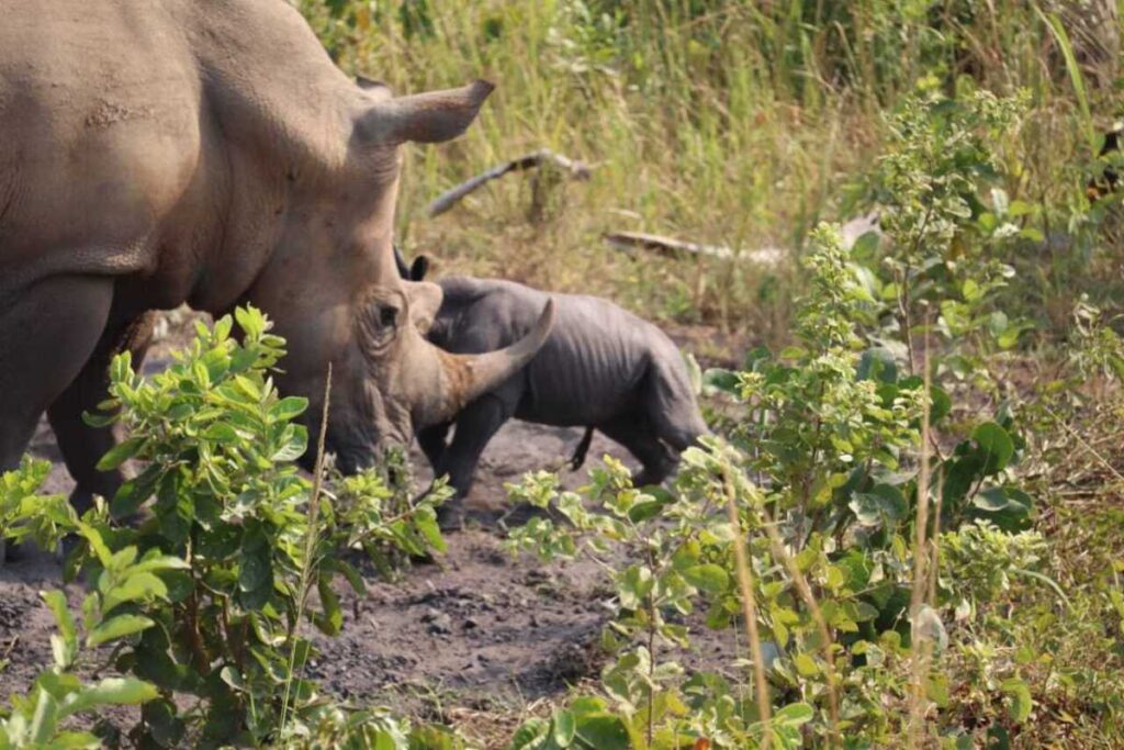 Photograph of Kuc, the female rhino with its newly born calf in Ziwa Rhino Sanctuary