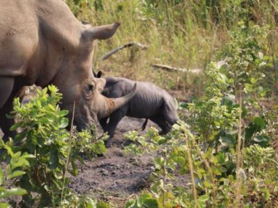 Photograph of Kuc, the female rhino with its newly born calf in Ziwa Rhino Sanctuary