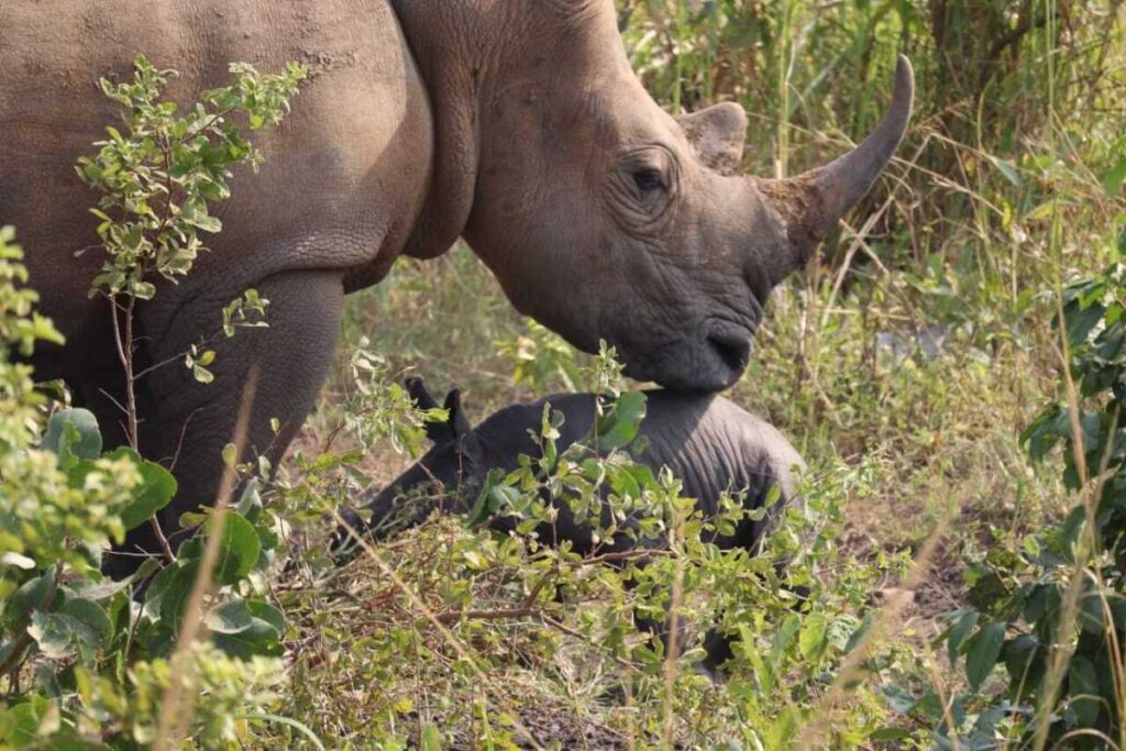 Photograph of Kuc, the female rhino with its newly born calf in Ziwa Rhino Sanctuary