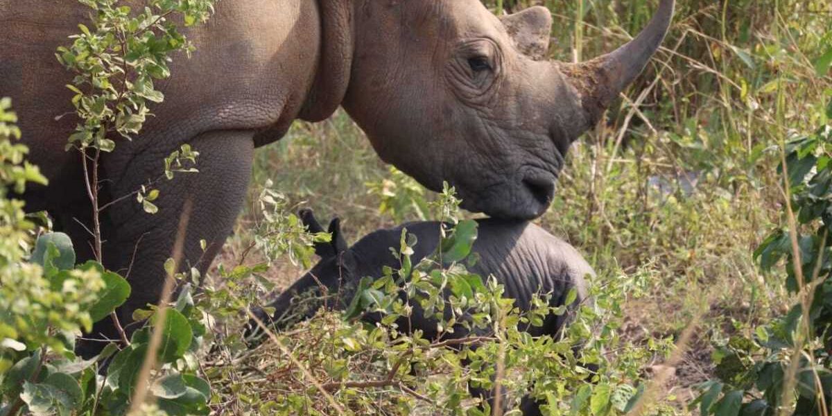 Photograph of Kuc, the female rhino with its newly born calf in Ziwa Rhino Sanctuary