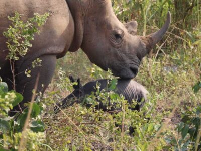 Photograph of Kuc, the female rhino with its newly born calf in Ziwa Rhino Sanctuary