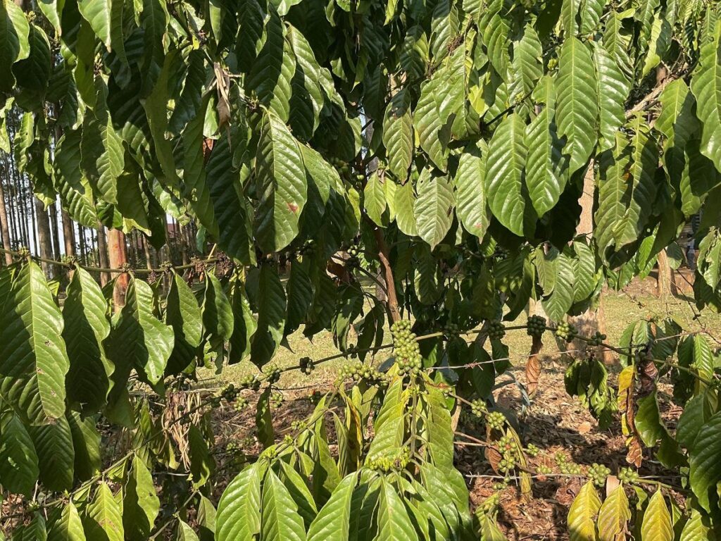 Photograph taken from a coffee farm during a coffee farm tour in Uganda