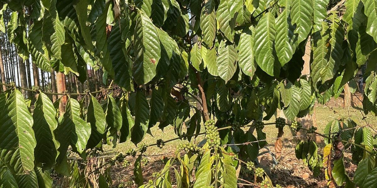 Photograph taken from a coffee farm during a coffee farm tour in Uganda