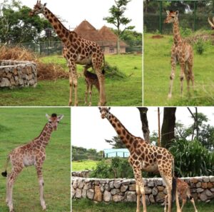 Entebbe Zoo recently welcomed its newest member, a giraffe calf born earlier this month of June, 2025