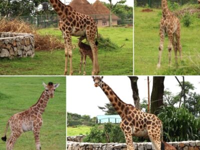 Entebbe Zoo recently welcomed its newest member, a giraffe calf born earlier this month of June, 2025