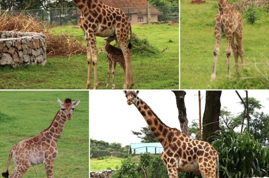 Entebbe Zoo recently welcomed its newest member, a giraffe calf born earlier this month of June, 2025