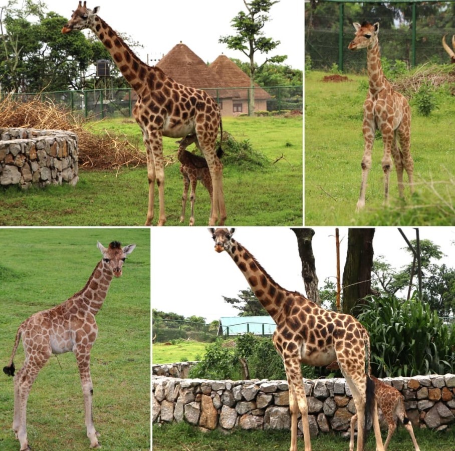 Entebbe Zoo recently welcomed its newest member, a giraffe calf born earlier this month of June, 2025