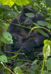Two baby mountain gorillas have been born in Bwindi Impenetrable National Park as KWITONDA of the Nkuringo family welcomed a new infant, increasing the group’s size to 16, while BIZULU of the Busingye family also gave birth, bringing her group’s total to 15 members in Bwindi Impenetrable National Park