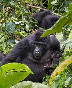 Two baby mountain gorillas have been born in Bwindi Impenetrable National Park as KWITONDA of the Nkuringo family welcomed a new infant, increasing the group’s size to 16, while BIZULU of the Busingye family also gave birth, bringing her group’s total to 15 members in Bwindi Impenetrable National Park