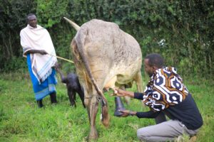 Photograph of a visitor taken at the Nshenyi cultural village in Ntungamo, Western Uganda during the milking experience