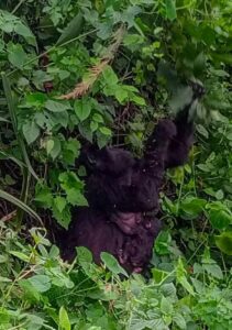 Two baby mountain gorillas have been born in Bwindi Impenetrable National Park as KWITONDA of the Nkuringo family welcomed a new infant, increasing the group’s size to 16, while BIZULU of the Busingye family also gave birth, bringing her group’s total to 15 members in Bwindi Impenetrable National Park