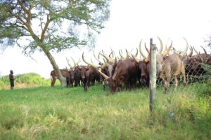 Photograph of a herd of long-horned cattle taken from Nshenyi Cultural Village in Western Uganda