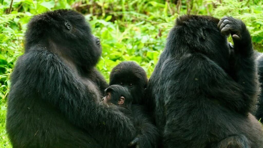 In a heartwarming addition to Rwanda’s thriving mountain gorilla population, a new baby gorilla was born to mother Umoja of the Hirwa group in Volcanoes National Park