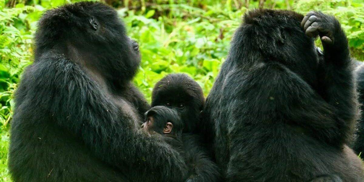 In a heartwarming addition to Rwanda’s thriving mountain gorilla population, a new baby gorilla was born to mother Umoja of the Hirwa group in Volcanoes National Park