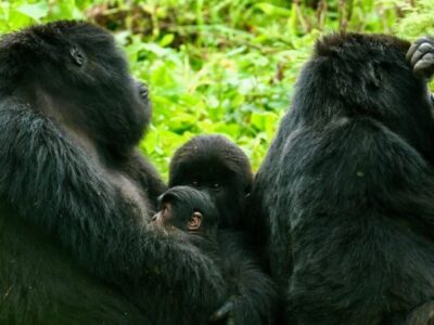 In a heartwarming addition to Rwanda’s thriving mountain gorilla population, a new baby gorilla was born to mother Umoja of the Hirwa group in Volcanoes National Park