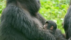 In a heartwarming addition to Rwanda’s thriving mountain gorilla population, a new baby gorilla was born to mother Umoja of the Hirwa group in Volcanoes National Park