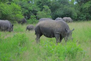 Photograph showing rhinos taken from the Ziwa Rhino Sanctuary in Nakasongola, Uganda during a 10-day familiarization trip organized by the Uganda Tourism Board (UTB) for a group of 10 travel trade professionals from India