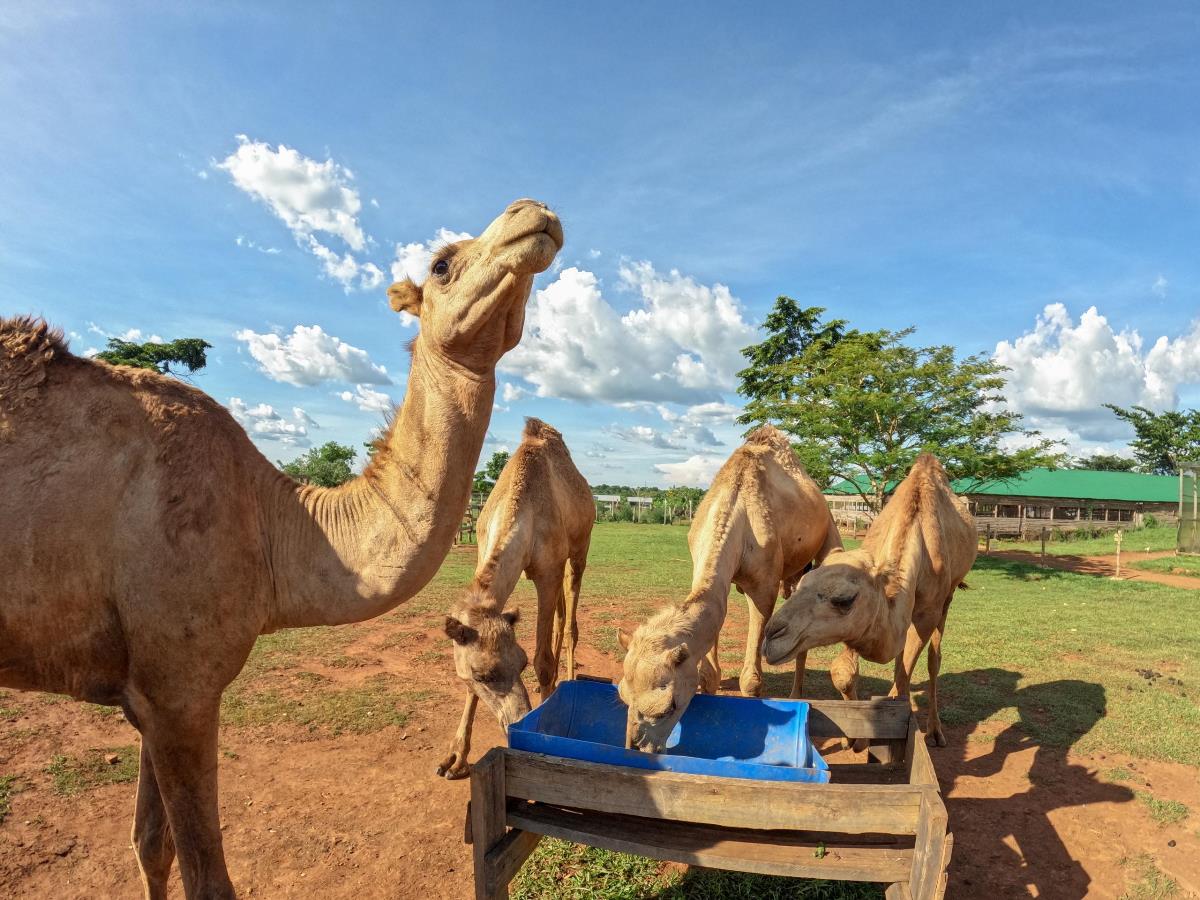 Photograph of camels feeding taken during a farm tour at Kaynela Farms in Kayunga, Uganda