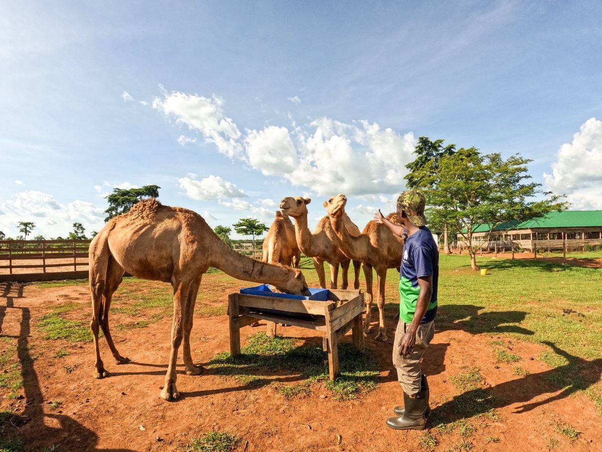 Photograph of camels feeding taken during a farm tour at Kaynela Farms in Kayunga, Uganda