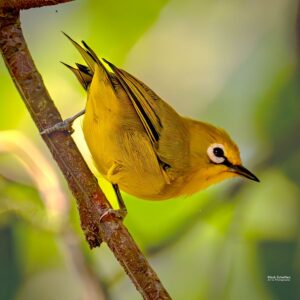 Photograph of the African Yellow white-eye taken during a birdwatching tour in the Albertine Rift Region of Uganda