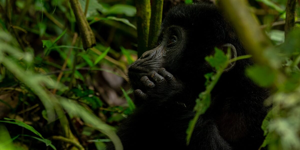 Photograph of a baby taken during a gorilla trekking tour in Bwindi Impenetrable National Park in Southwestern Uganda