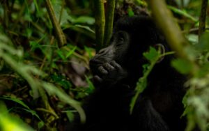 Photograph of a baby taken during a gorilla trekking tour in Bwindi Impenetrable National Park in Southwestern Uganda