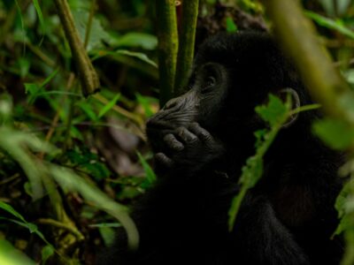 Photograph of a baby taken during a gorilla trekking tour in Bwindi Impenetrable National Park in Southwestern Uganda