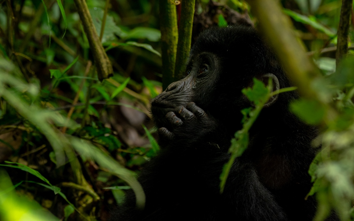 Photograph of a baby taken during a gorilla trekking tour in Bwindi Impenetrable National Park in Southwestern Uganda