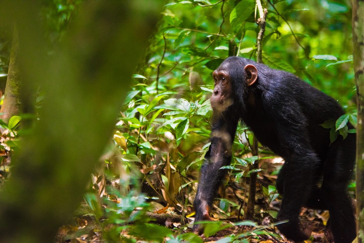 Photograph of a chimpanzee taken during a chimpanzee trekking tour in Queen Elizabeth National Park in Western Uganda