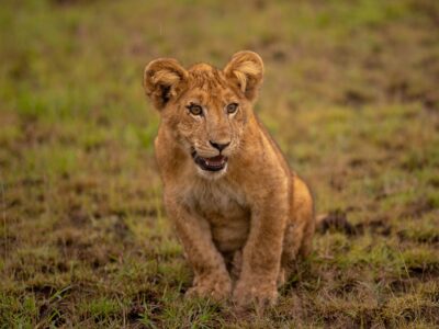 Photograph of a chimpanzee taken during a chimpanzee trekking tour in Queen Elizabeth National Park in Western Uganda