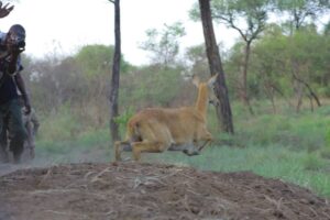 Photograph of a kob taken from Ajai Wildlife Reserve in North Western Uganda