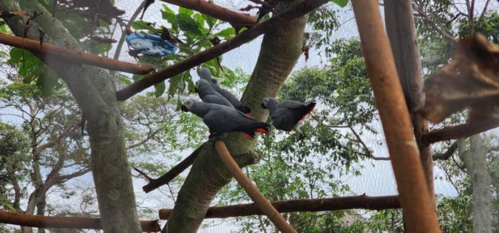 Uganda Wildlife Authority has released four rehabilitated African Grey Parrots on Ngamba Island through Uganda Wildlife Conservation Education Centre, as part of the 119 confiscated at Bunagana border in April 2022 and rehabilitated at Entebbe Zoo