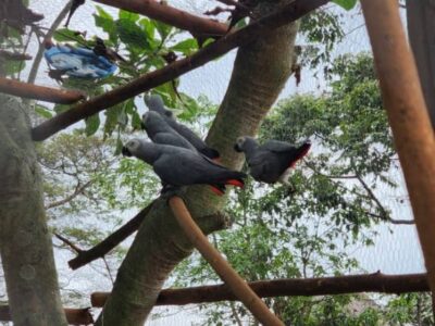Uganda Wildlife Authority has released four rehabilitated African Grey Parrots on Ngamba Island through Uganda Wildlife Conservation Education Centre, as part of the 119 confiscated at Bunagana border in April 2022 and rehabilitated at Entebbe Zoo