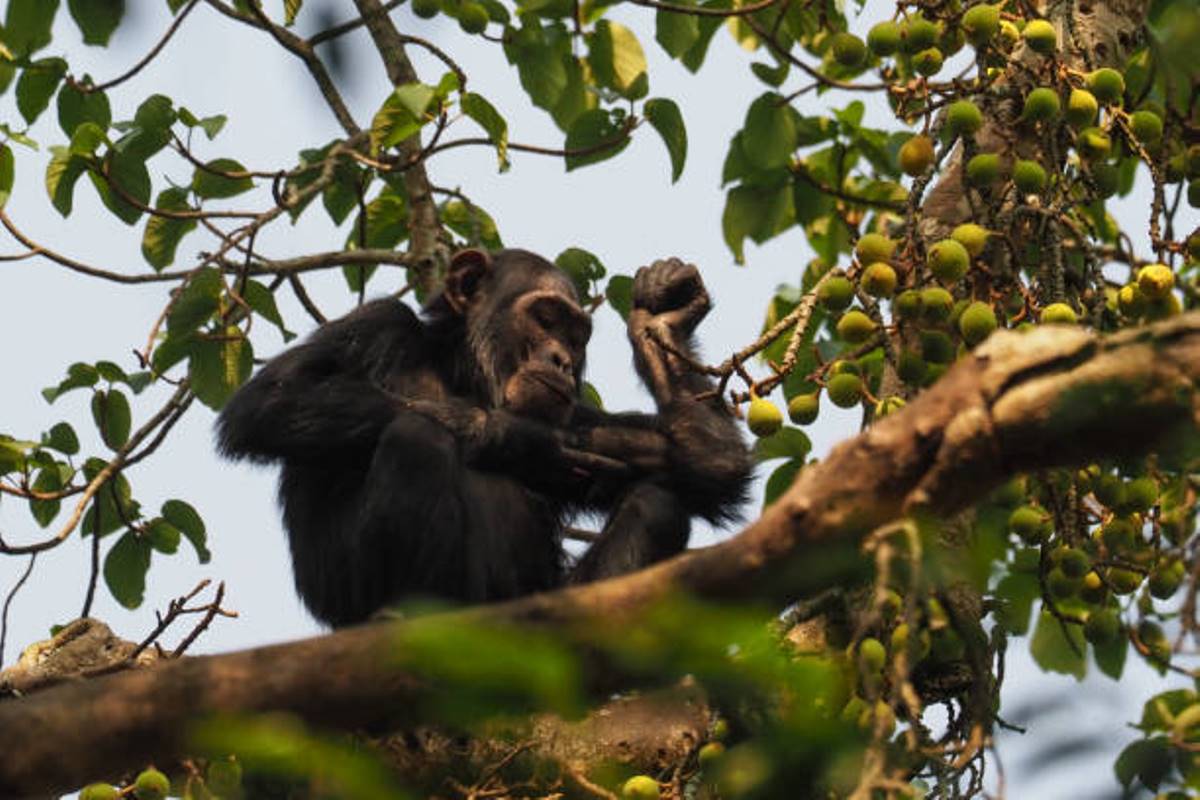 Photograph of a chimpanzee taken during a chimpanzee trekking tour in Queen Elizabeth National Park in Western Uganda