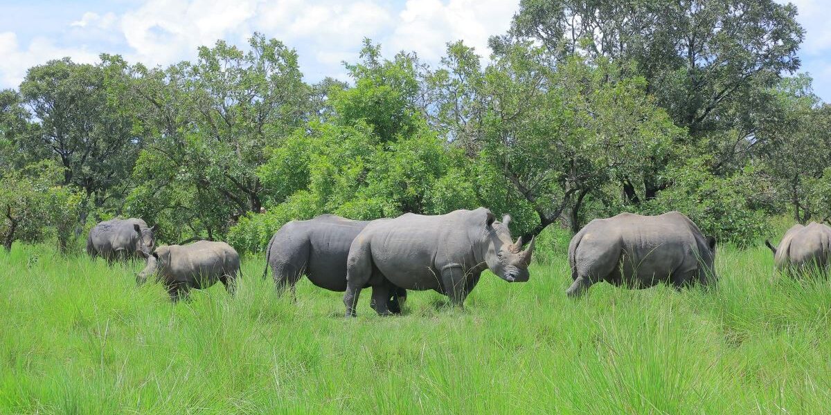 Photograph of rhinos taken during a trip to the Ziwa Rhino Sanctuary in Nakasongola, Uganda