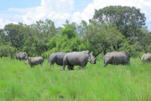 Photograph of rhinos taken during a trip to the Ziwa Rhino Sanctuary in Nakasongola, Uganda