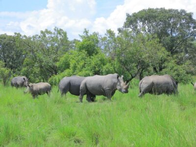 Photograph of rhinos taken during a trip to the Ziwa Rhino Sanctuary in Nakasongola, Uganda