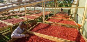 Photograph showing coffee set out to dry in the sun
