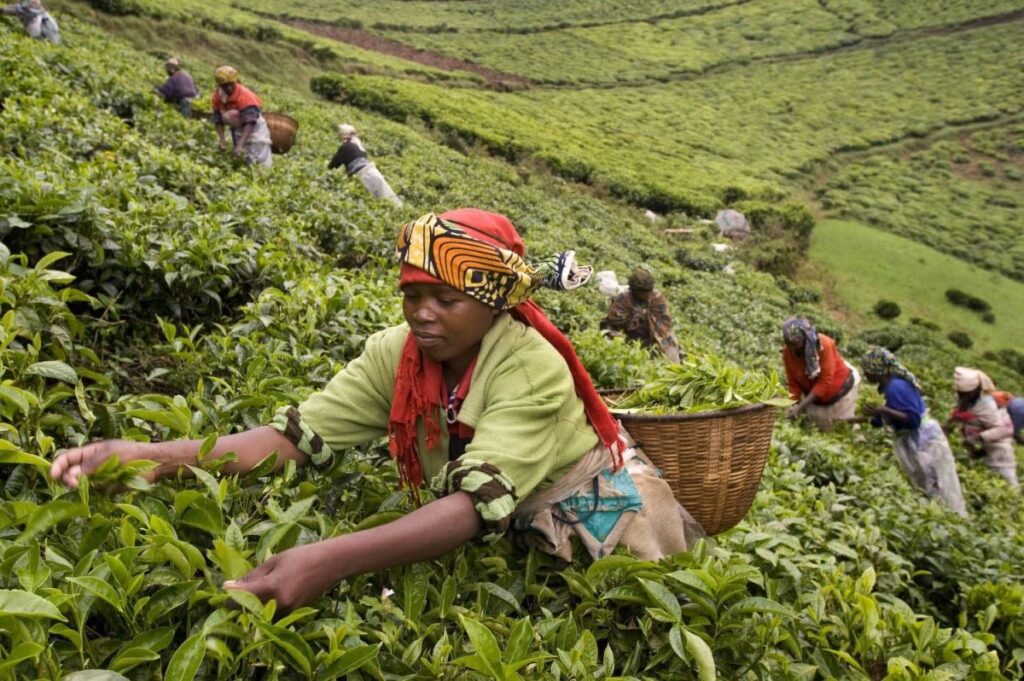 Photograph showing a group of women harvesting coffee