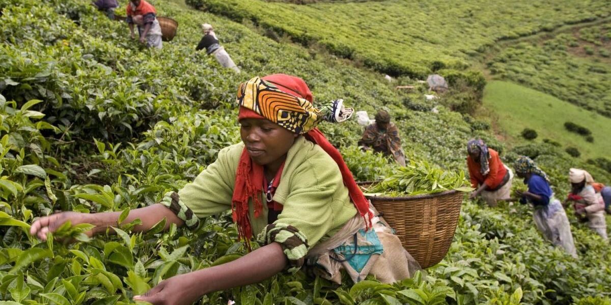 Photograph showing a group of women harvesting coffee
